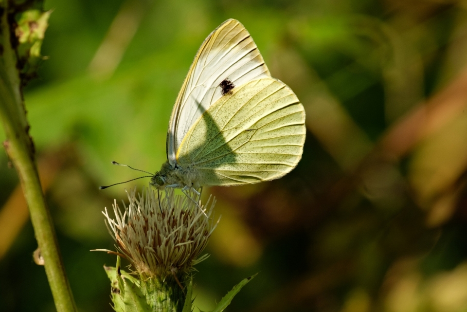 微距白色翅膀蝴蝶停绿色植物上