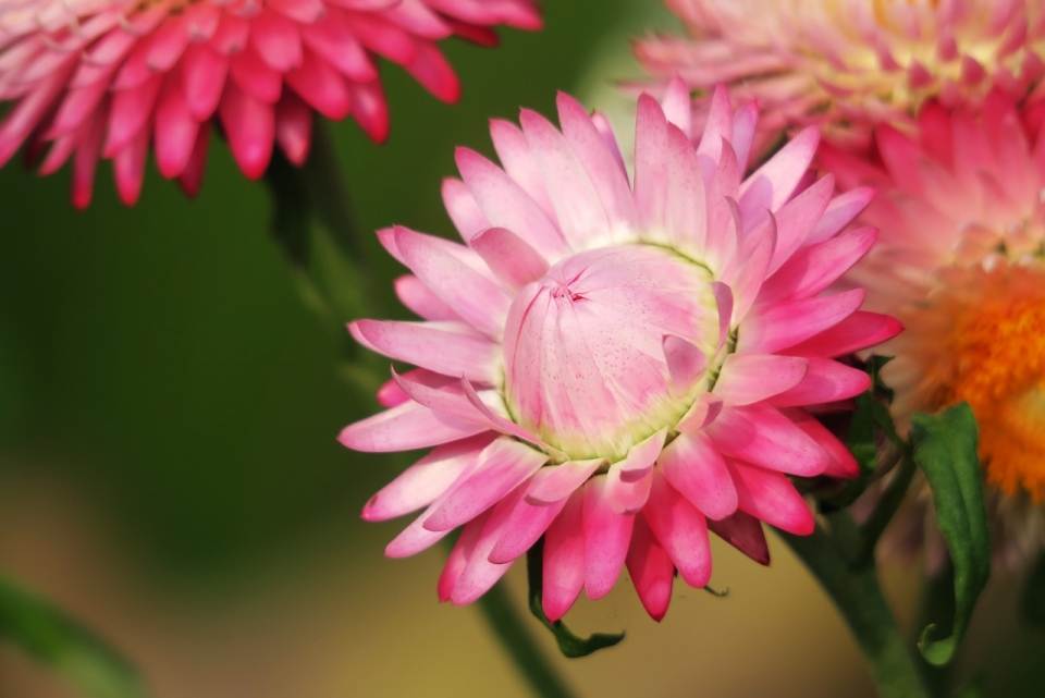 鲜艳绽放粉色花苞细长花瓣自然植物