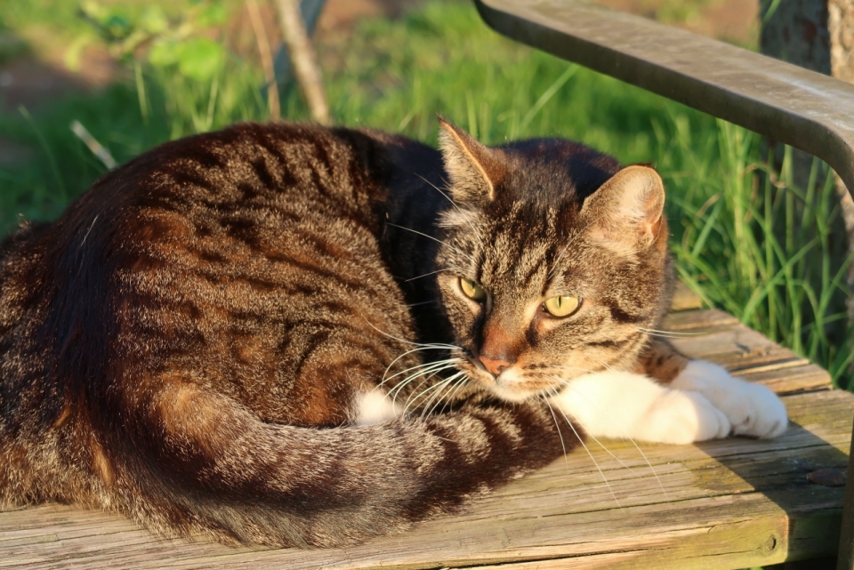 傍晚户外阳光下木制长椅可爱宠物猫