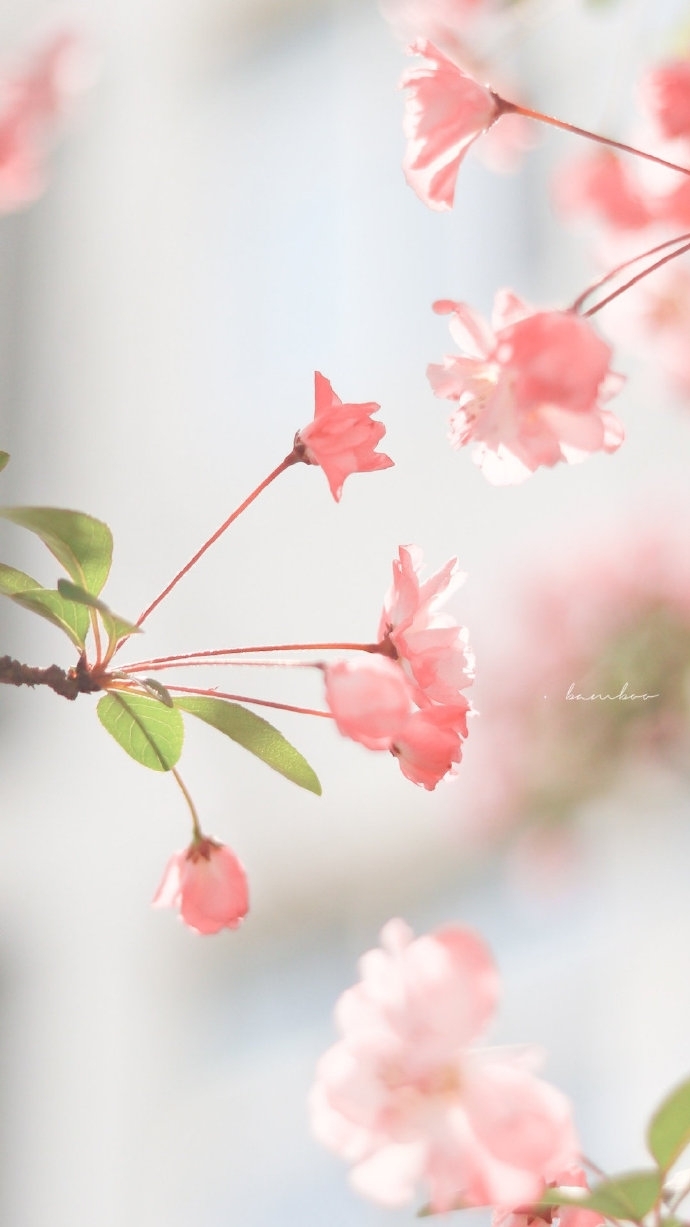 唯美春季海棠花写真图片