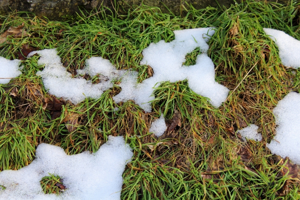 田野间初春碧绿草堆积雪消融景色