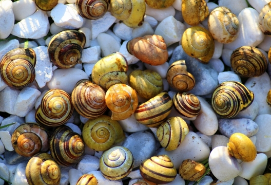 田螺贝壳花纹蜗牛沙滩海边