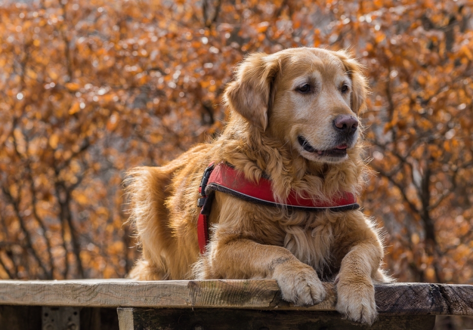 秋天自然公园木制长椅上长毛可爱宠物狗