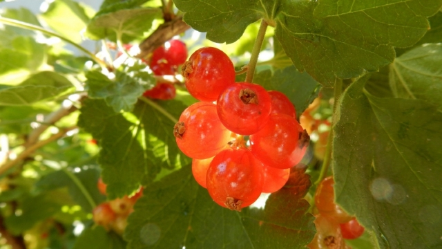 醋栗唯美植物高清桌面壁纸