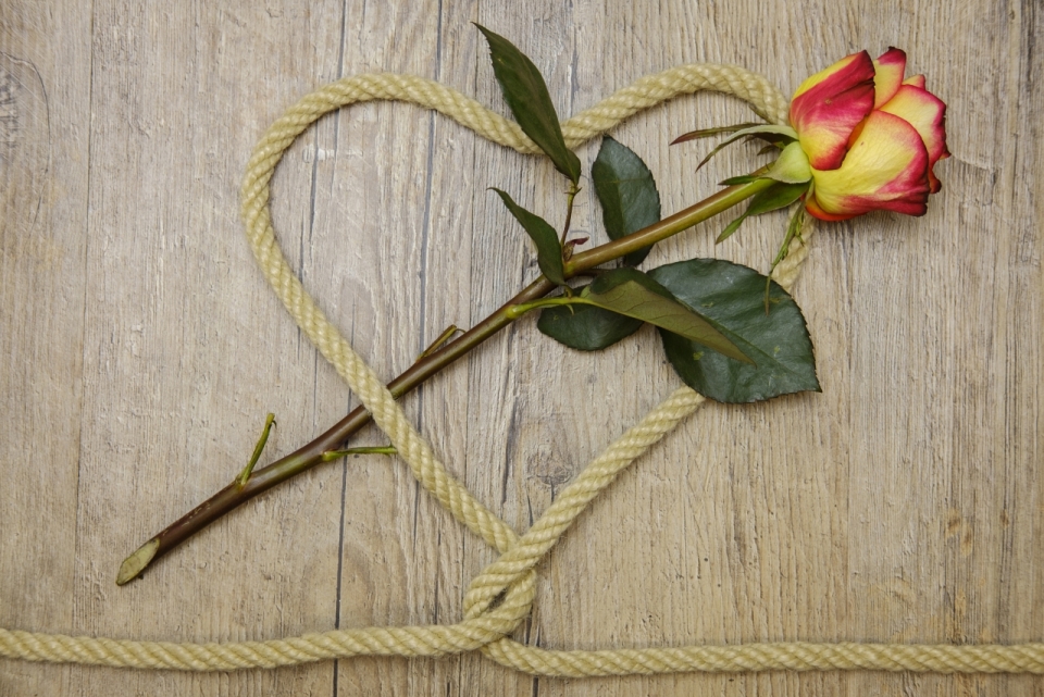 木制桌子上麻绳呈心形围玫瑰植物