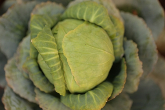 户外新鲜健康绿色卷心菜蔬菜食物