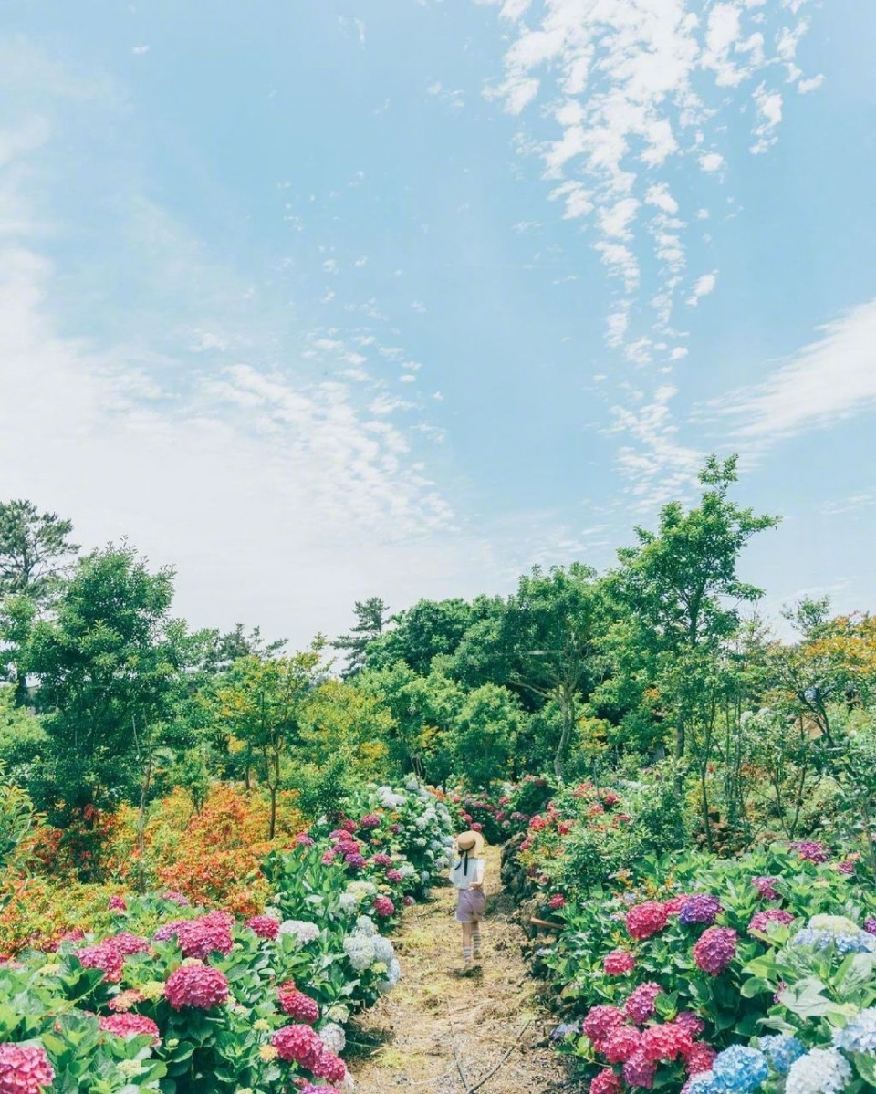 漫步夏日紫阳花花园写真图片