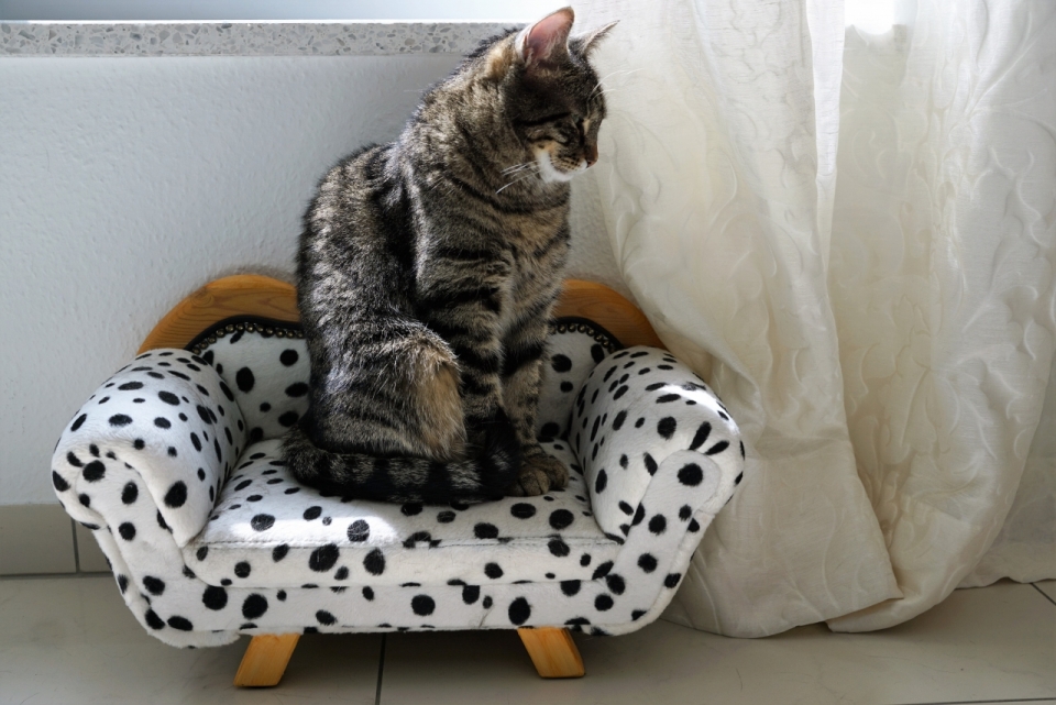 阳光室内斑点沙发上可爱宠物猫