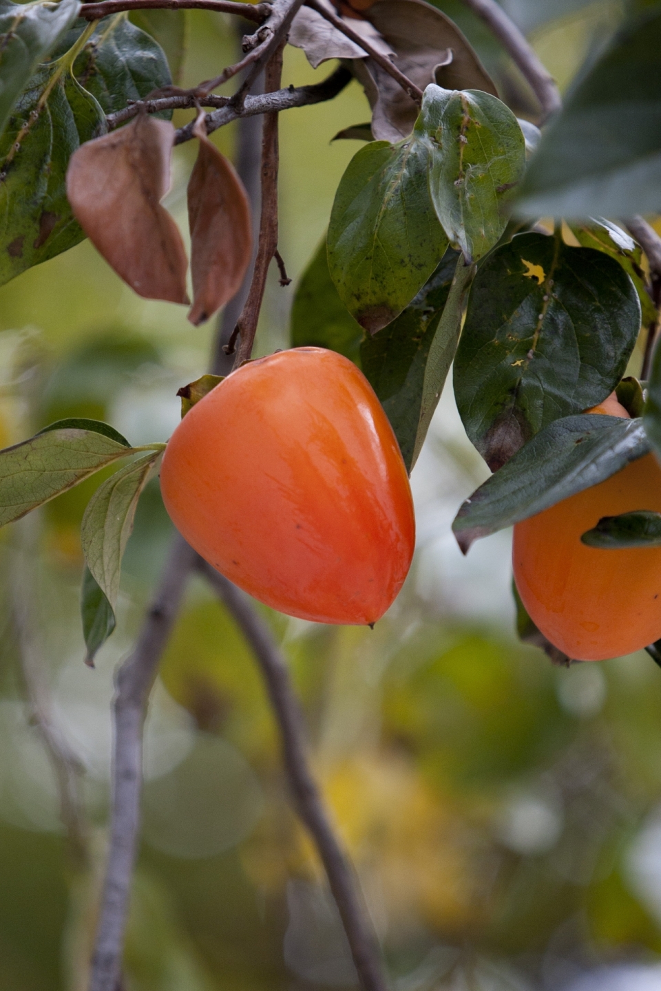 树上成熟的红色柿子水果摄影