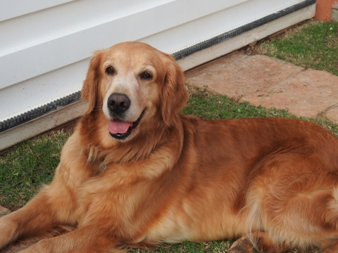 趴在草坪上休息的金毛犬汪星人