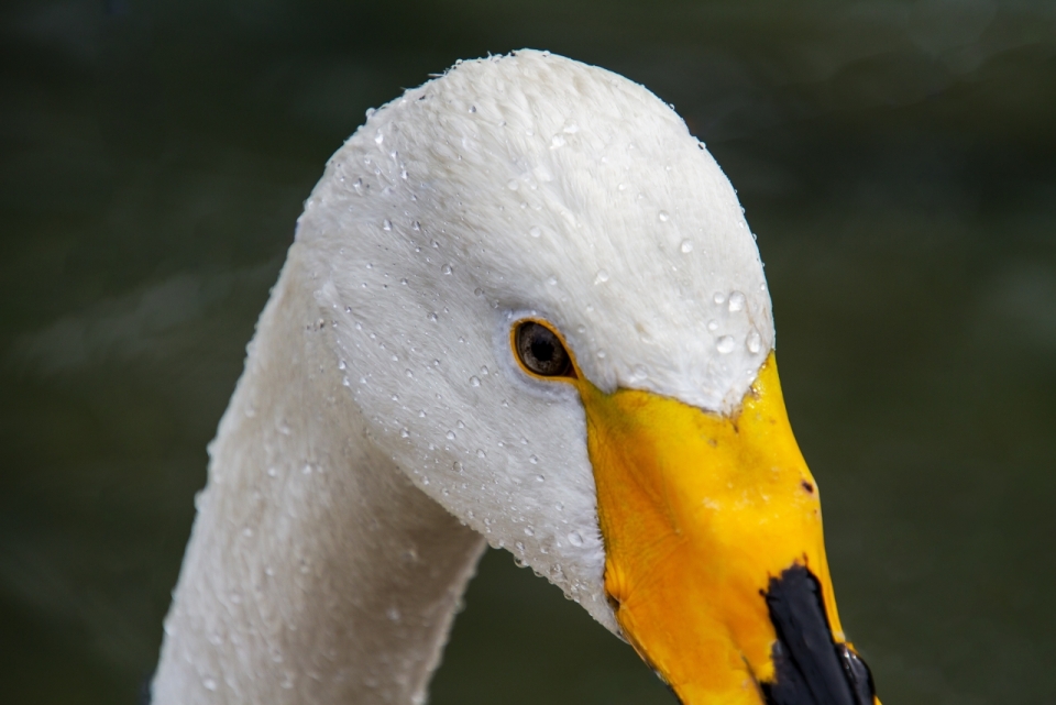自然户外白色天鹅鸟类动物头部特写