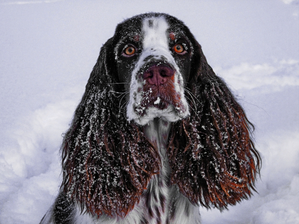 寒冷冬天户外雪地可爱宠物狗
