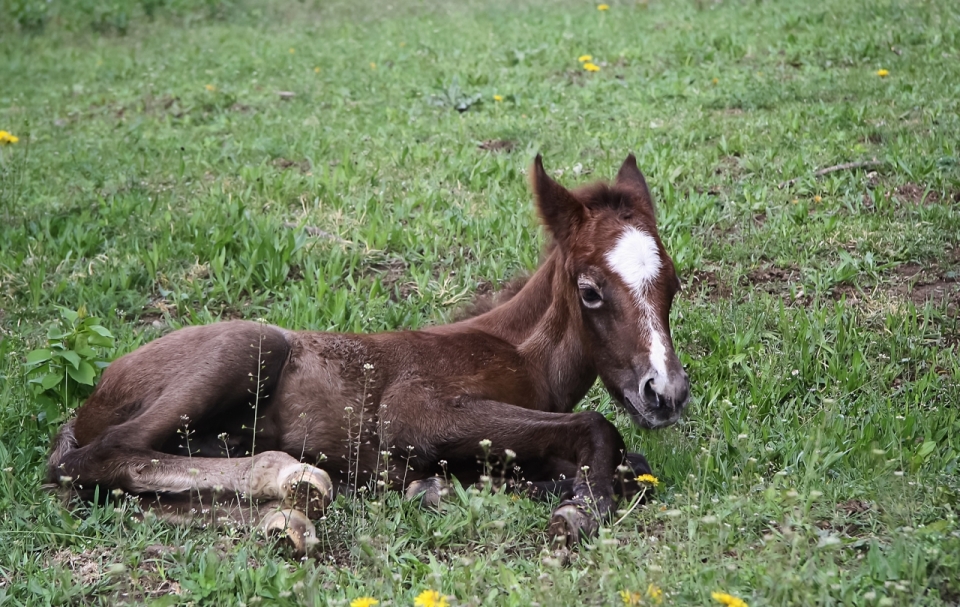 茂密草坪盘腿休息棕色小马可爱外观