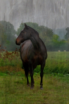 翠绿草地上通体黑色的骏马