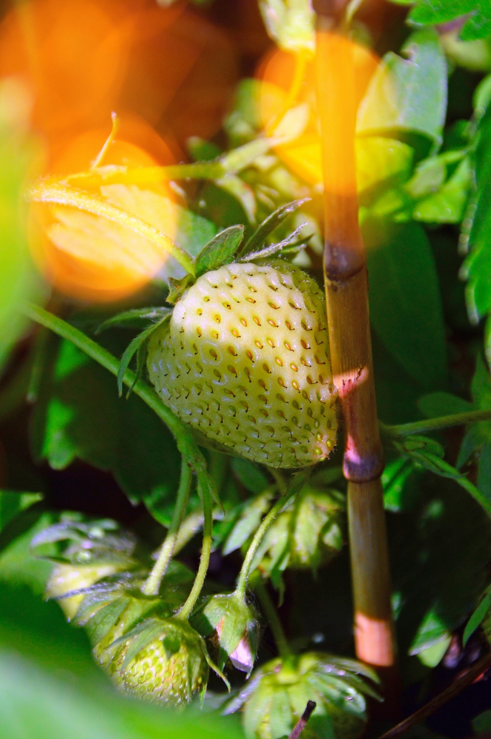 阳光户外自然未熟白色草莓果实