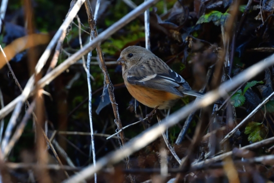 自然森林树木树枝可爱野生鸟类动物