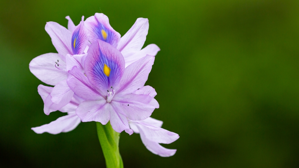 雨久花自然风光优美风景高清桌面壁纸