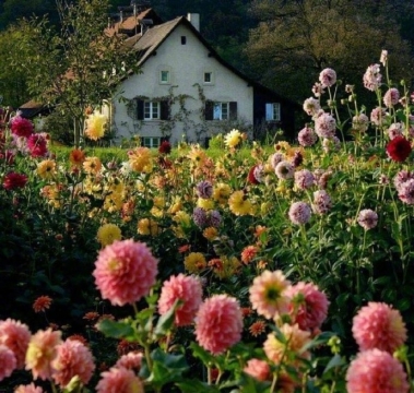 唯美浪漫时光诗意生活写真图片