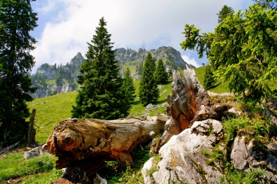 晴朗天气山坡树林砍伐树墩外景