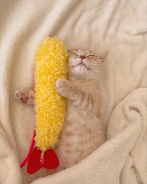 小猫咪睡觉写真图片