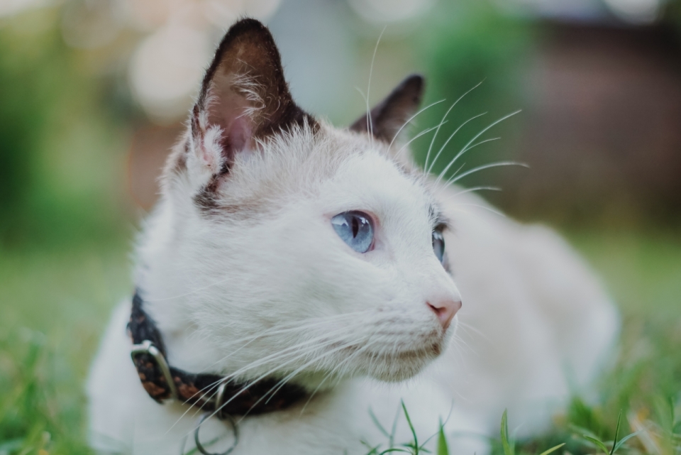 户外自然绿色草坪可爱蓝色眼睛宠物猫