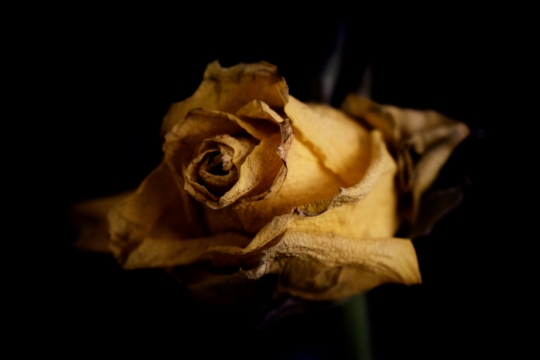 黑色背景枯萎自然白色花朵玫瑰植物