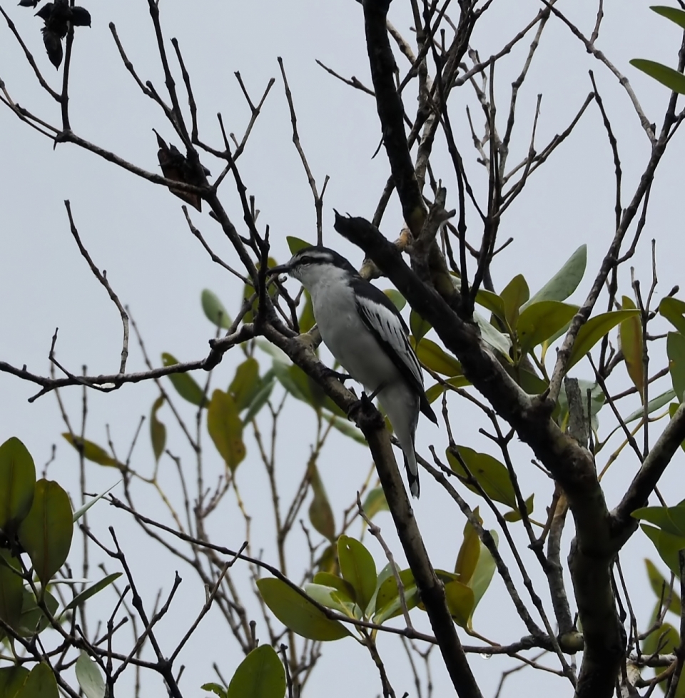 自然树木树枝野生黑白鸟类动物