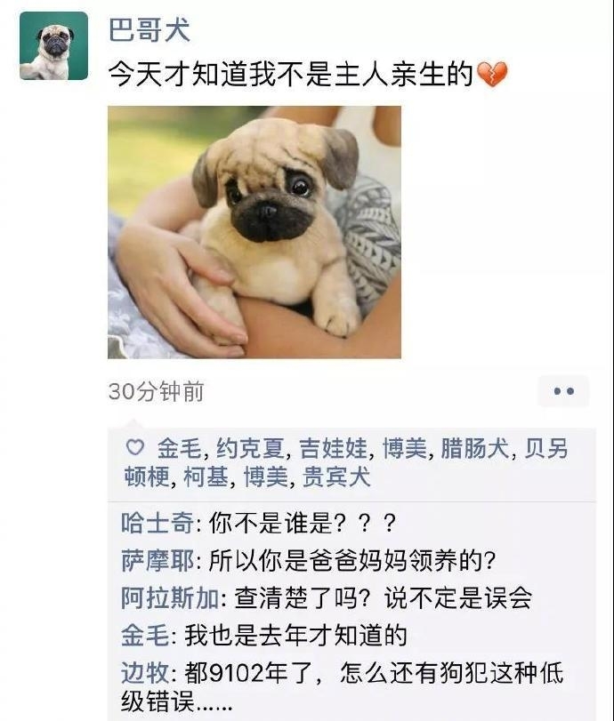 狗狗的朋友圈图片