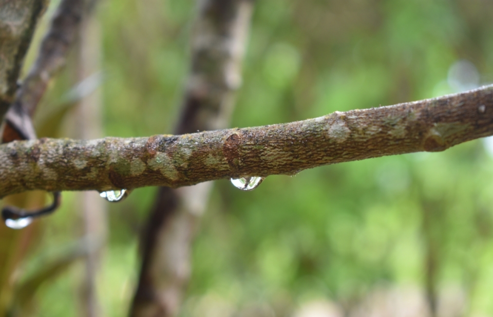 雨后树枝上晶莹水滴高清特写