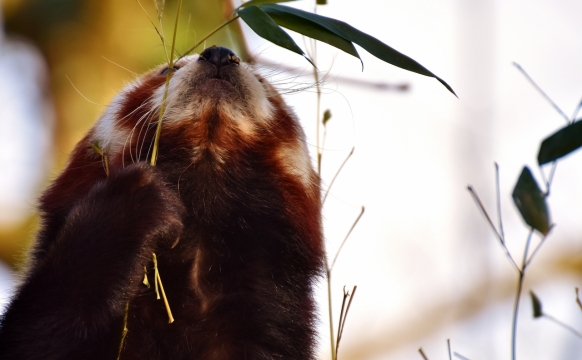 户外自然植物前仰头野生小熊猫动物