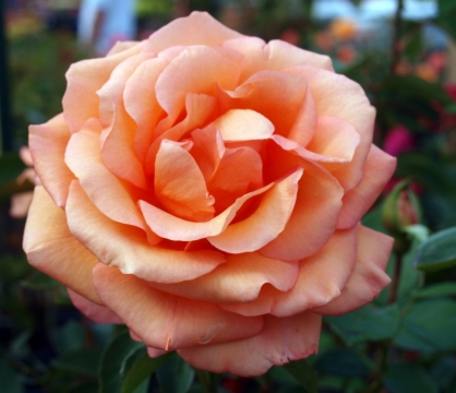 花园自然粉色花朵绿色枝叶玫瑰植物