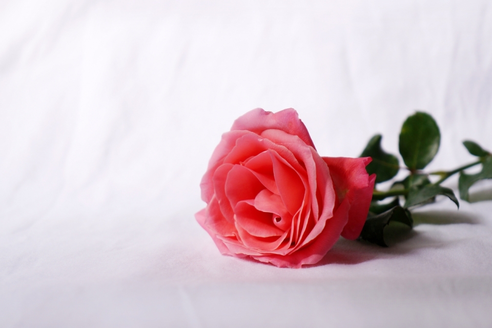 白色背景前一朵横放的红玫瑰花朵摄影