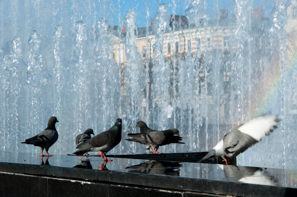 城市街道彩虹喷泉边野生鸽子动物