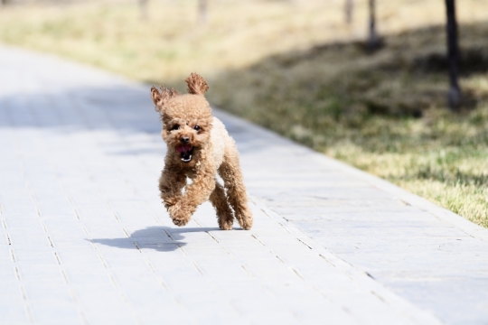 公园步道上奔跑可爱泰迪犬外景