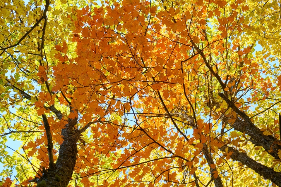 秋天树林中仰拍红色和黄色枫树叶