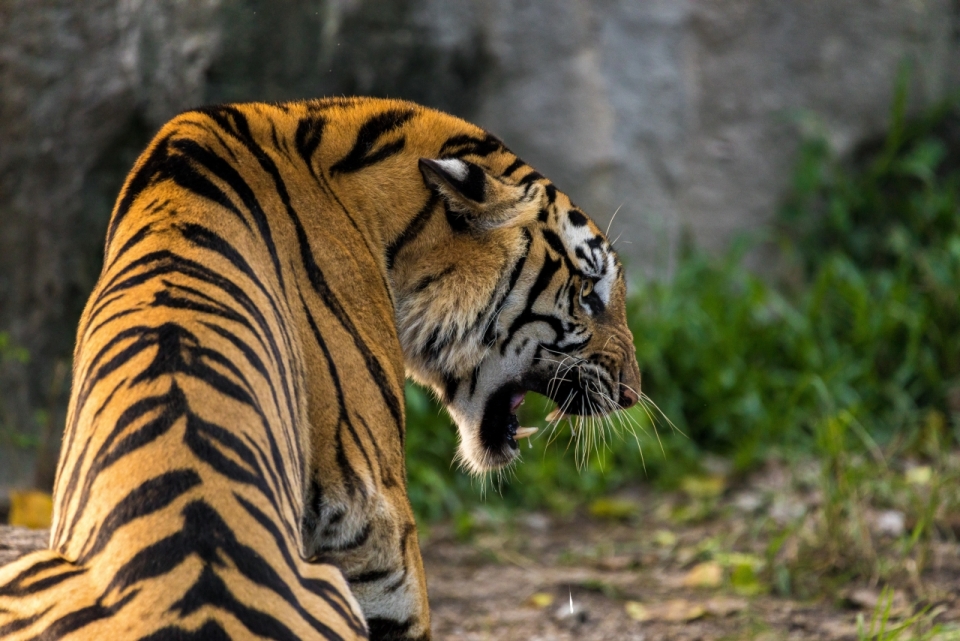 动物园凶猛老虎捕食展示特写