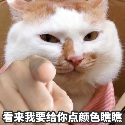 猫猫搞笑表情包图片