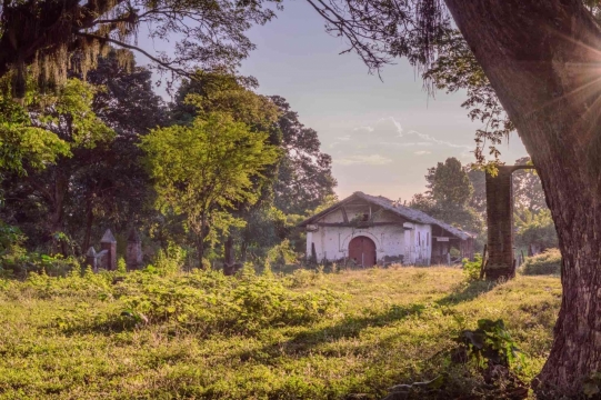 茂密丛林草地中老旧房屋风光