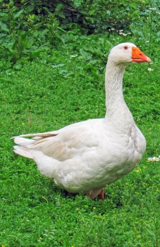 站在杂草从中通体白色的大肥鹅