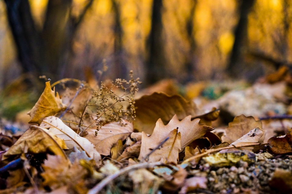 秋天树林地面落叶摄影
