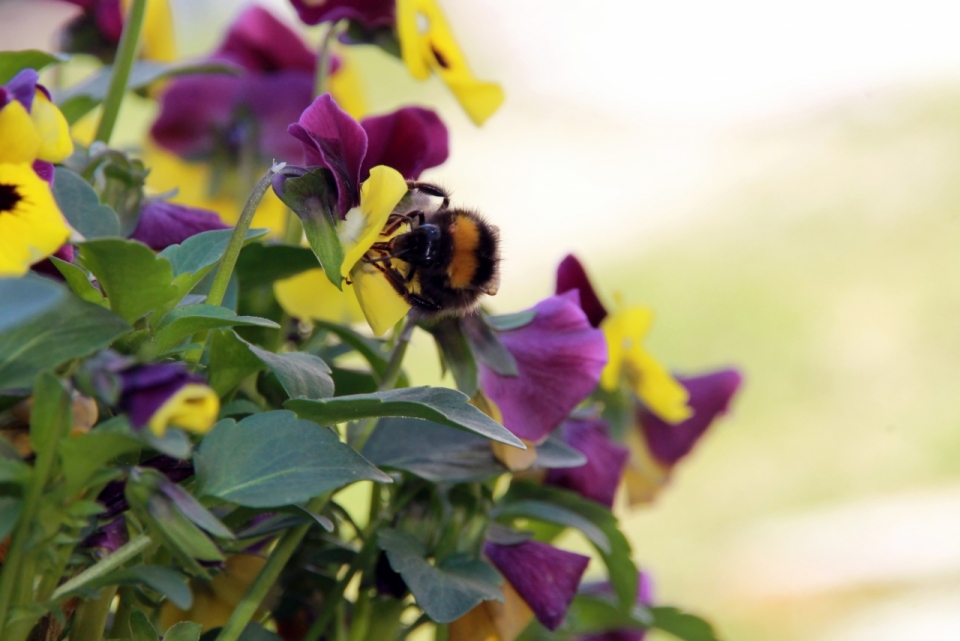 户外自然紫色黄色花朵植物间蜜蜂昆虫