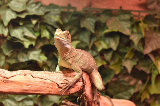 室内自然树木树枝蜥蜴爬虫类动物