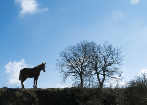 草坡上站立骏马枯树阳光剪影风景