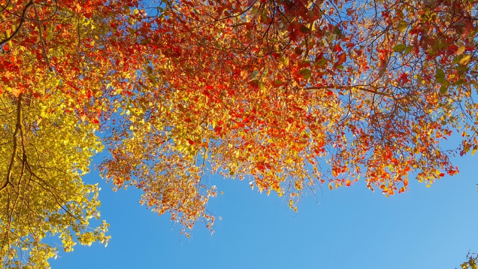 蓝天背景秋天红色和黄色的树叶