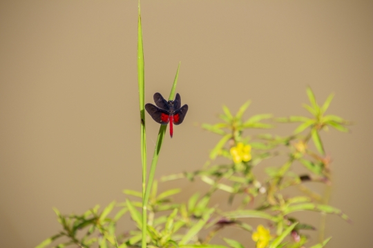户外自然黄色花朵绿色叶子植物蜻蜓