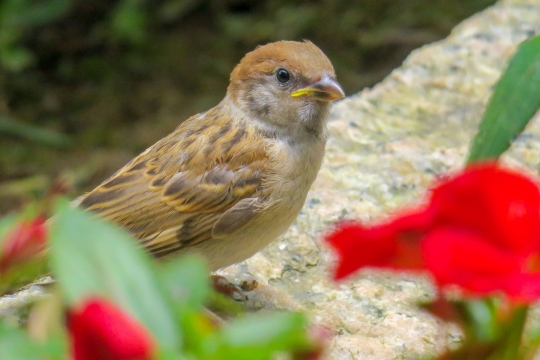 虚化背景户外岩石上可爱野生鸟类动物