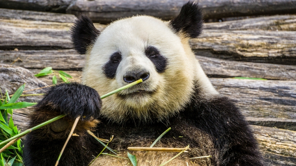 超可爱的大熊猫享受安逸生活高清桌面壁纸