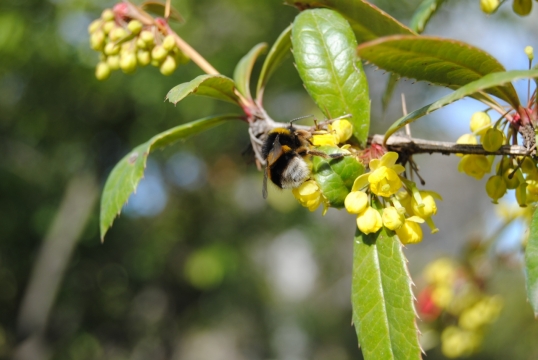 阳光户外自然树枝绿色叶子黄色花朵