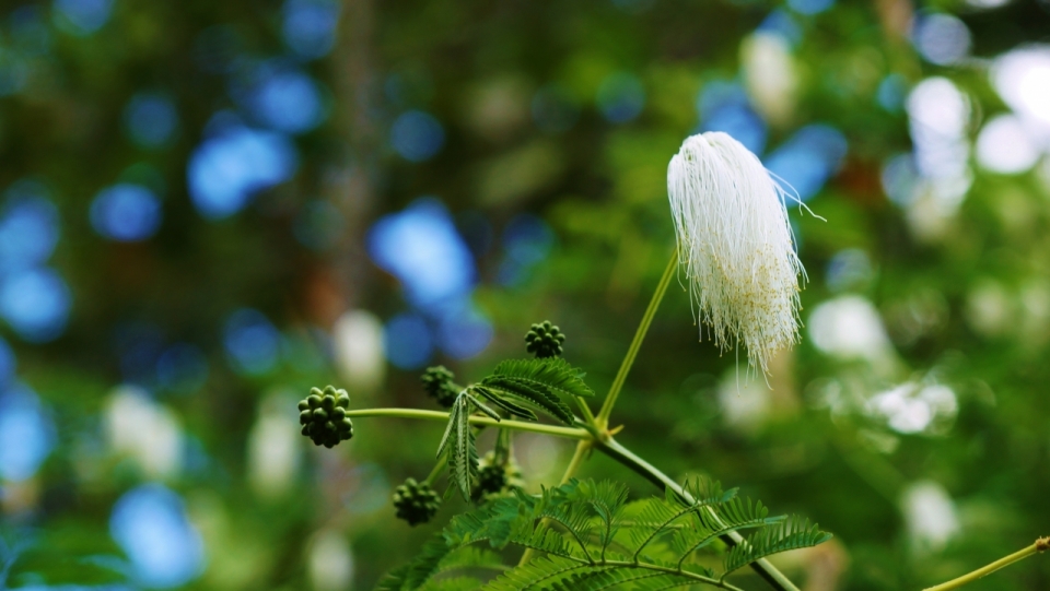 户外自然白色花朵绿色叶子植物