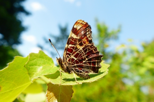 虚化背景大自然树叶张开翅膀蝴蝶昆虫
